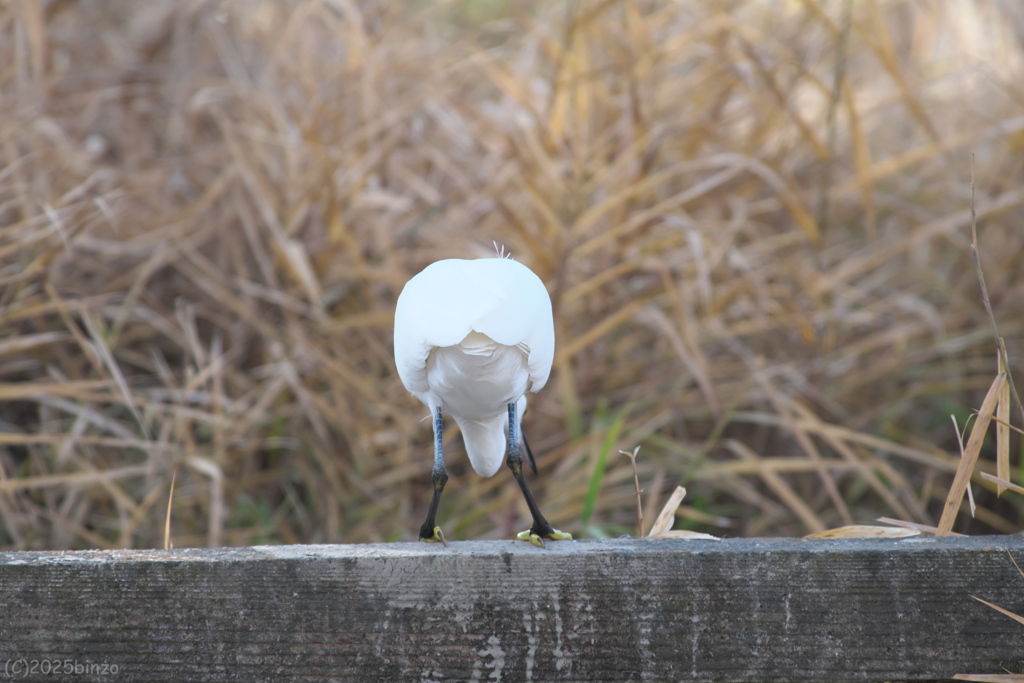 コサギのおしり