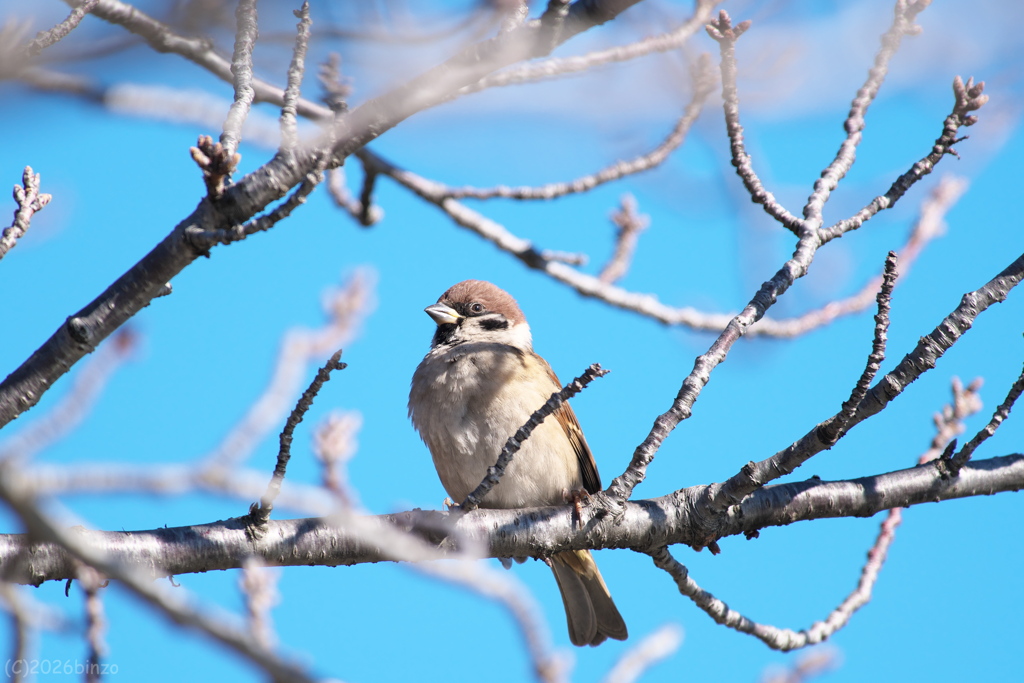 ひさしぶりのスズメ