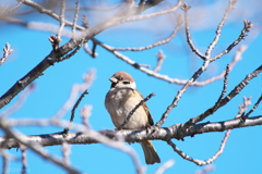 ひさしぶりのスズメ