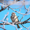 ひさしぶりのスズメ