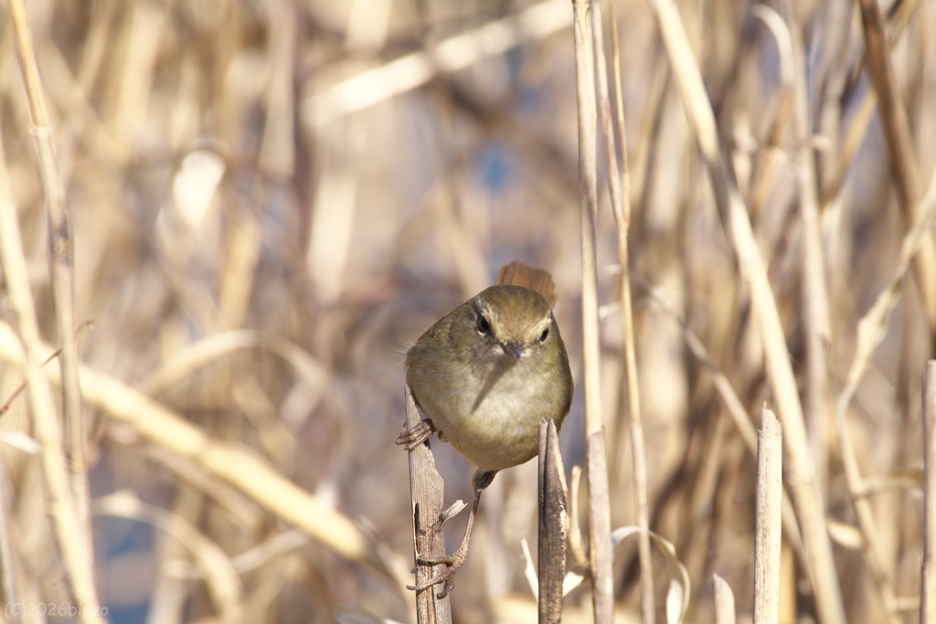 春告鳥～ウグイス
