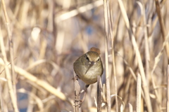 春告鳥～ウグイス