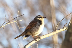 おすましツグミ