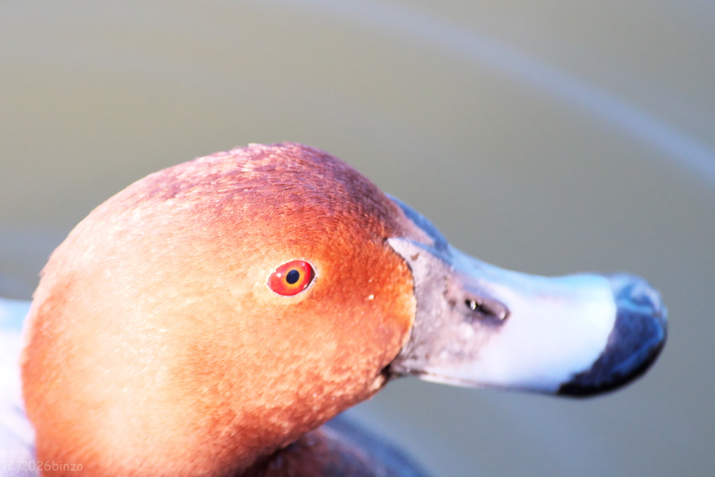 初めてのホシハジロ