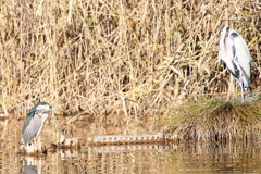 ゴイサギとアオサギ