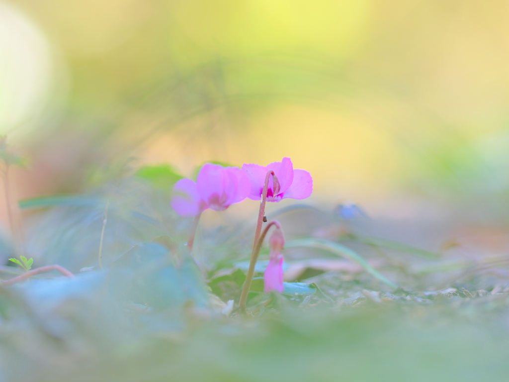 シクラメン原種