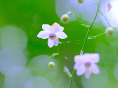 レンゲショウマ