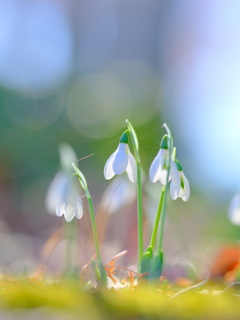 スノードロップ
