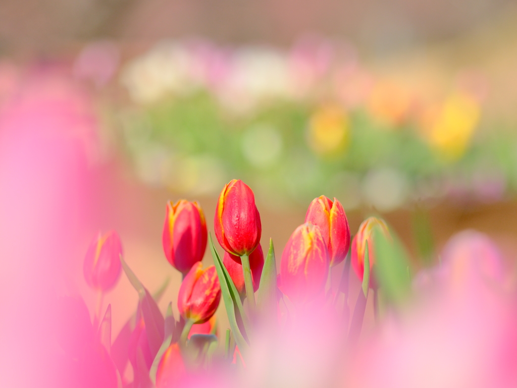 アイスチューリップ