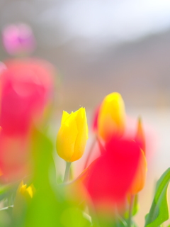 アイスチューリップ