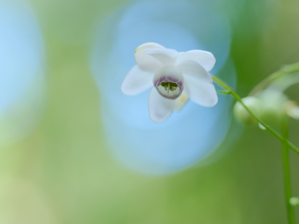 レンゲショウマ