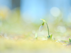 スノードロップ