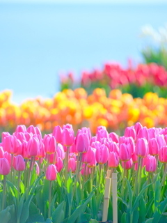 アイスチューリップ