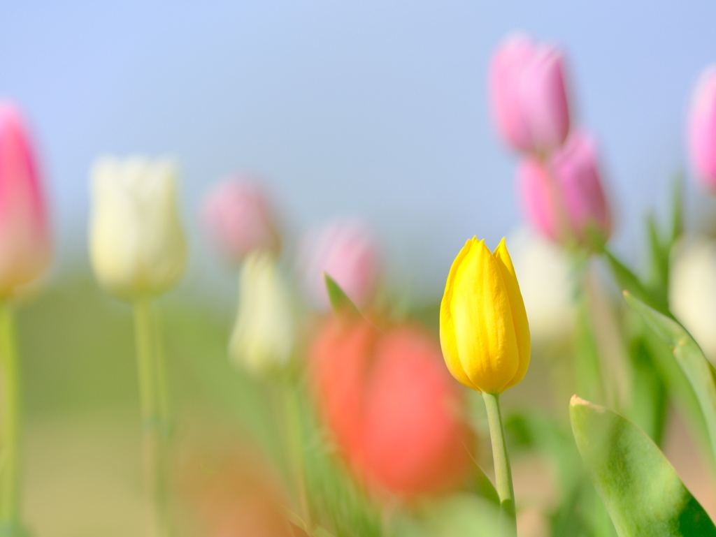 アイスチューリップ