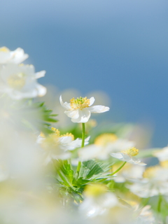 ハクサンイチゲ