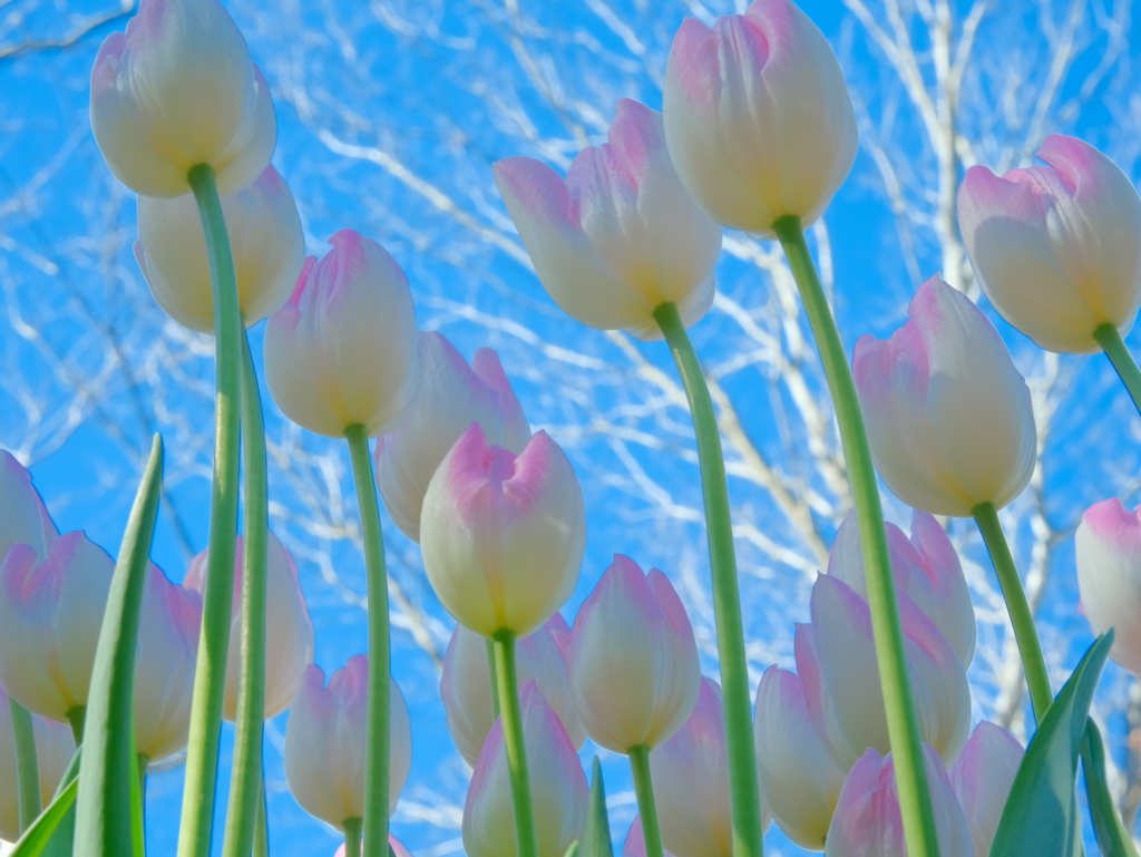 アイスチューリップ