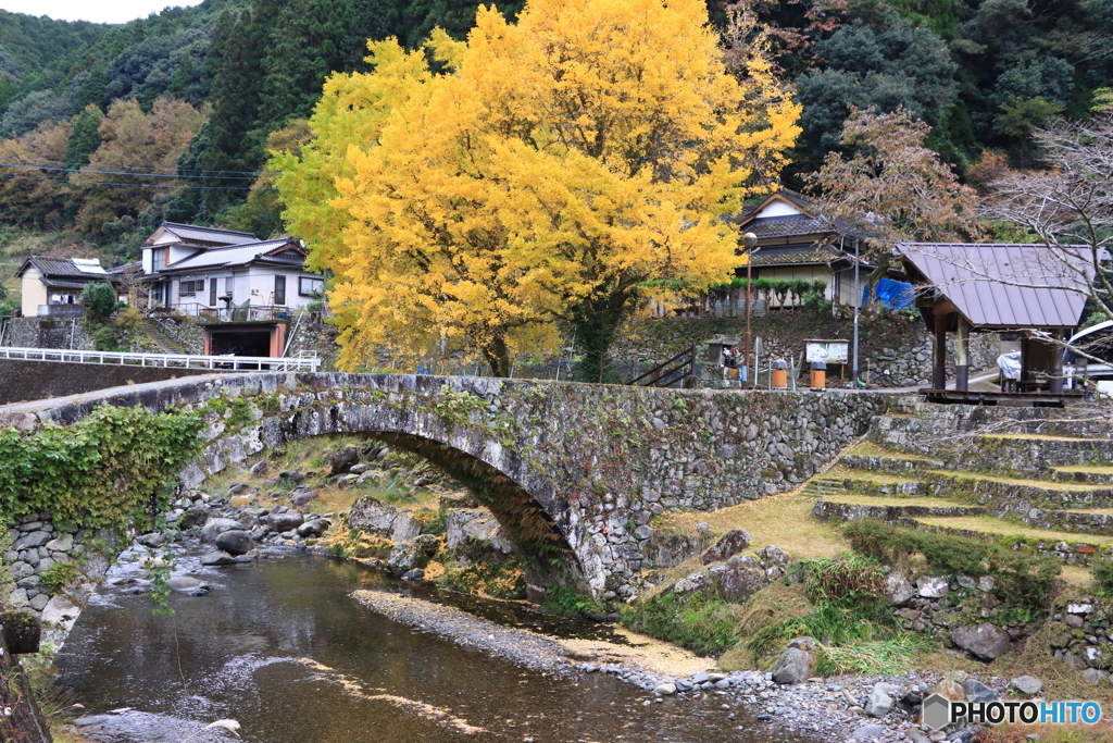 笠松橋とイチョウ