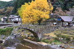 笠松橋とイチョウ