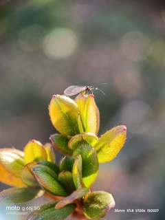新芽の上に佇む小さな来訪者