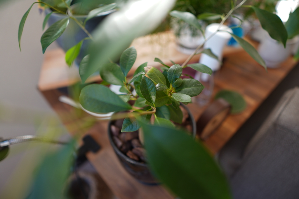 部屋のガジュマル