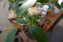 部屋のガジュマル