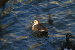 太陽を目指して