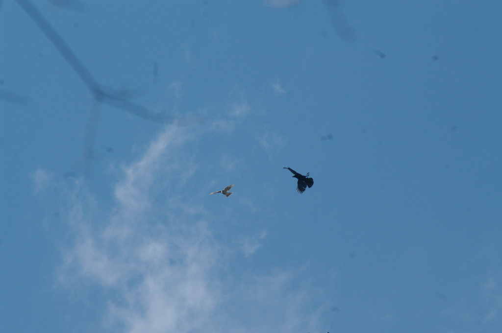 オオタカとカラス（激闘）