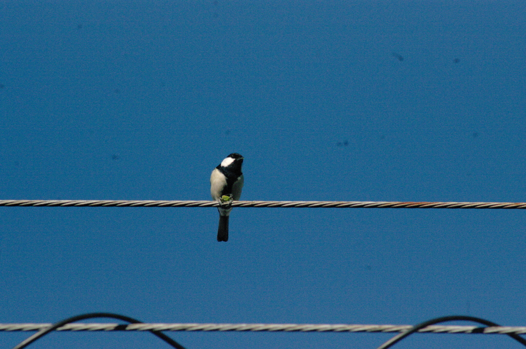 シジュウカラ（2）