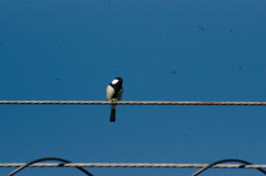 シジュウカラ（2）