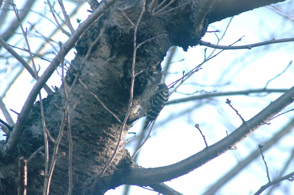 キツツキモドキ?