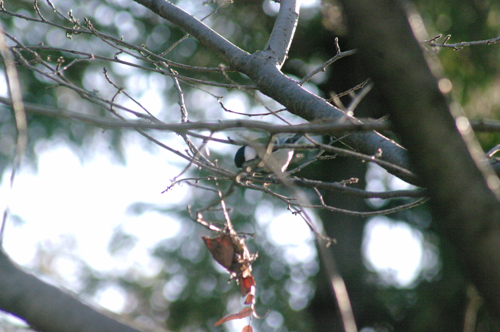 太陽に照らされて