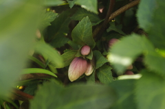 草をかき分けて