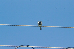 シジュウカラ（3）