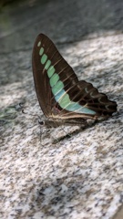 アオスジアゲハ