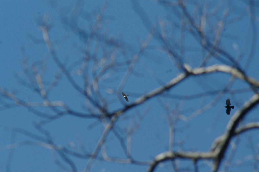 オオタカとカラスの激闘