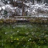 冬のモネの池