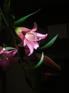 上下逆さま百合