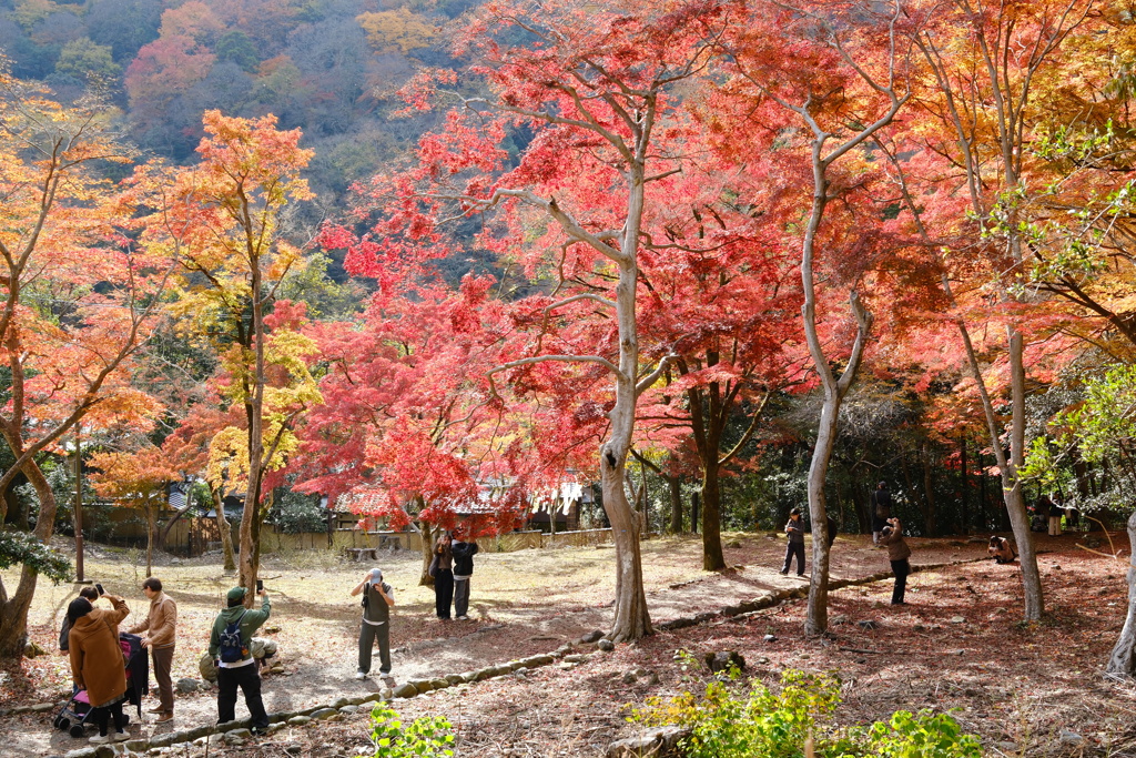 紅葉シーズン＠嵐山