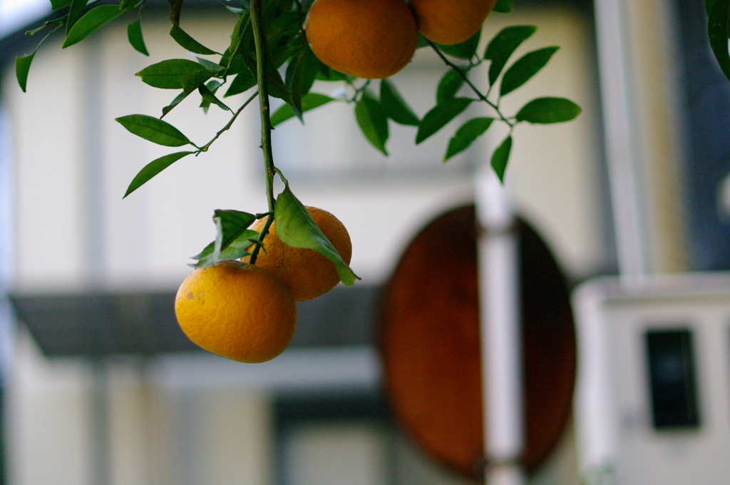 ぶら下がるミカン