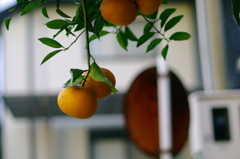 ぶら下がるミカン