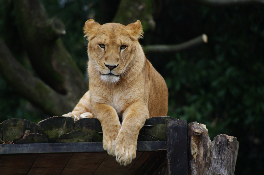 何か用かしら？
