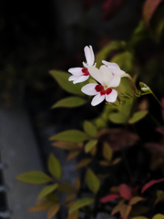 ごくごく近所の道端