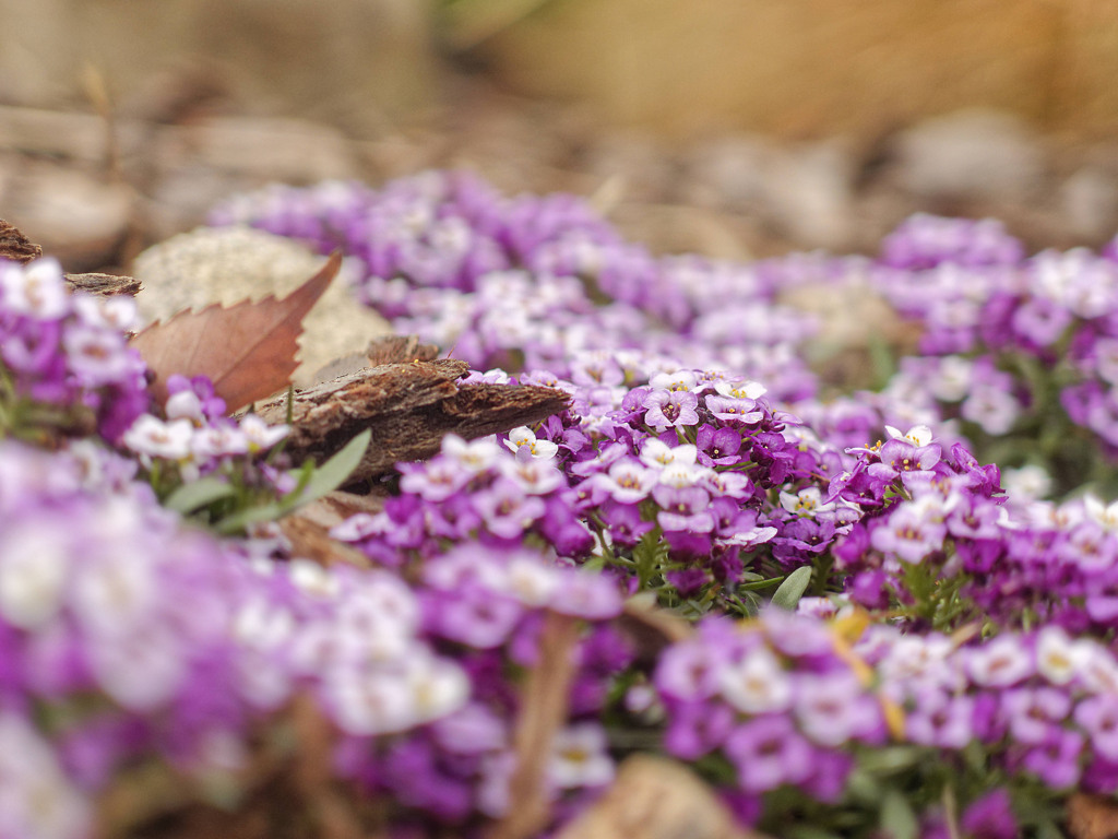 神戸東遊園地ーひっそりと咲く