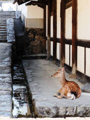 東大寺 二月堂付近の主