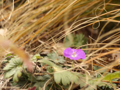 神戸東遊園地ーひっそりと咲く２