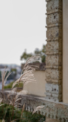 ヨドコウ迎賓館とススキ