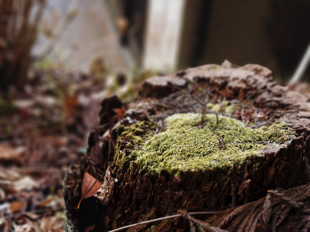 きりかぶとこけ