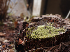 きりかぶとこけ