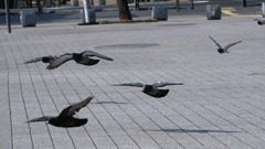 低空侵入してくる鳩達