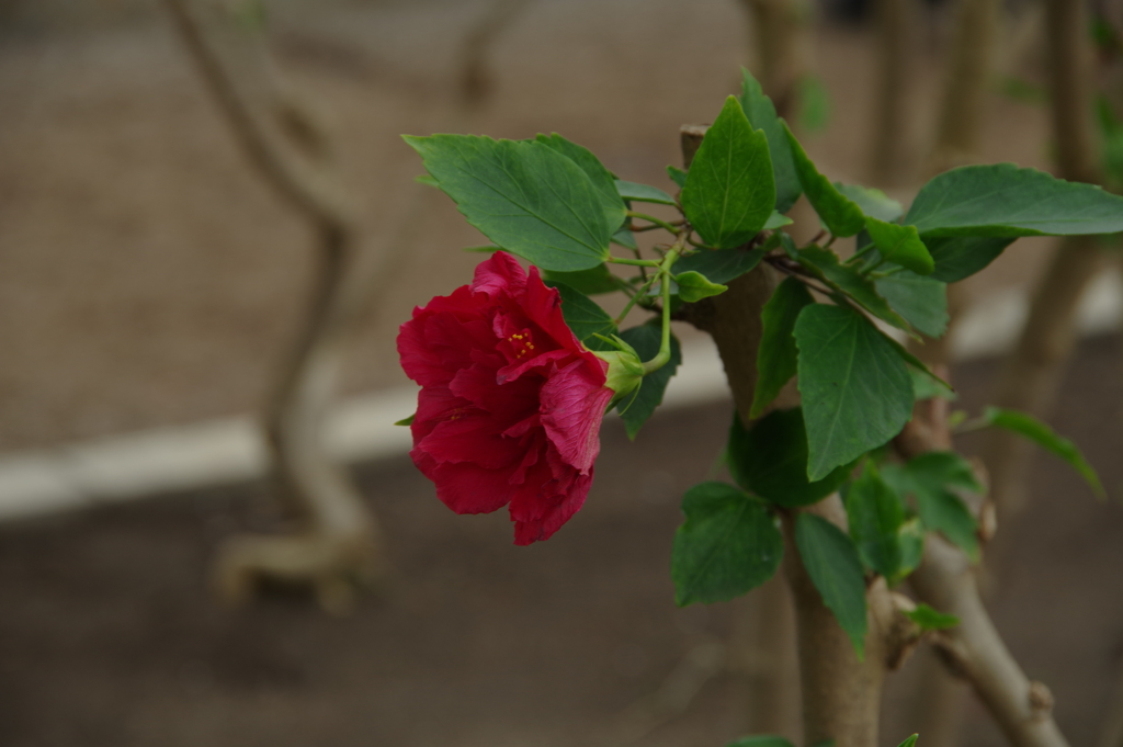 函館　北の冬のハイビスカス